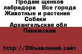 Продам щенков лабрадора - Все города Животные и растения » Собаки   . Архангельская обл.,Пинежский 